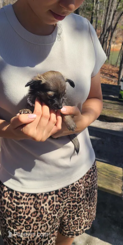 Ivory  – Chihuahua puppy for sale in Greenville, SC