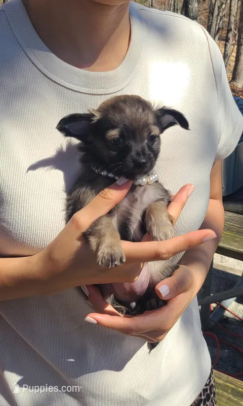 Ivory  – Chihuahua puppy for sale in Greenville, SC