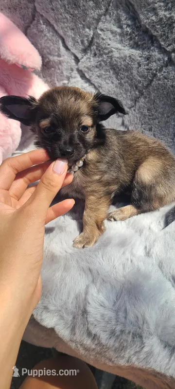 Ivory  – Chihuahua puppy for sale in Greenville, SC