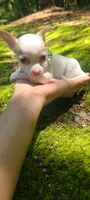 Pending Micro, a female Chihuahua for sale in Pickens, SC – 3 of 5
