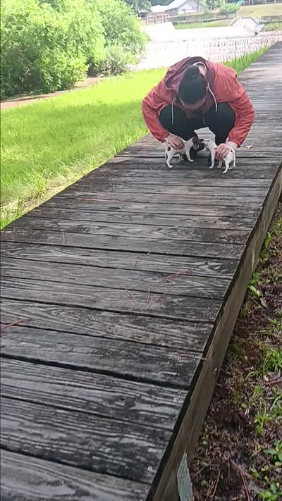 Teacup Bon Bon (Video), a female Chihuahua for sale in Blackville, SC – 3 of 10