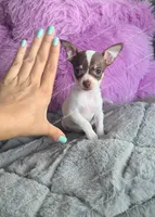 Teacup Bon Bon, a female Chihuahua for sale in Blackville, SC – 1 of 8