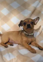 Astoria , a female Chihuahua and Yorkshire Terrier for sale in Pickens, SC – Photo 4 of 6