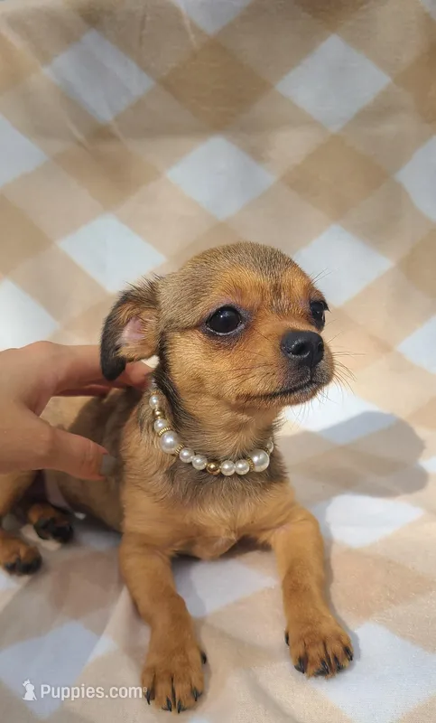 Astoria  – Chihuahua, Yorkshire Terrier puppy for sale in Pickens, SC