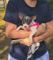 Blueberry , a female Chihuahua for sale in Lake View, SC – 2 of 7