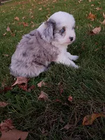 Cooper, a male Miniature Aussiedoodle for sale in Boyceville, WI – 5 of 5