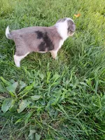Maggie, a female Miniature Aussiedoodle for sale in Boyceville, WI – 3 of 4