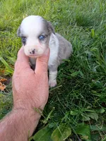 Misty, a female Miniature Aussiedoodle for sale in Boyceville, WI – 2 of 6
