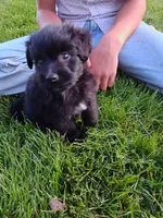 Allie, a female Miniature Aussiedoodle for sale in Boyceville, WI – 4 of 5