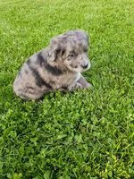 Scuba, a male Miniature Aussiedoodle for sale in Boyceville, WI – 5 of 6