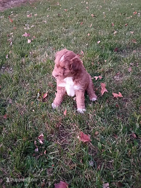Mocha – Miniature Aussiedoodle puppy for sale in Boyceville, WI