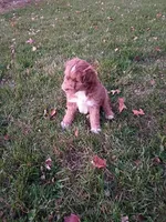 Mocha, a female Miniature Aussiedoodle for sale in Boyceville, WI – 1 of 6