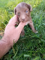 Spike, a male Miniature Aussiedoodle for sale in Boyceville, WI – 2 of 4