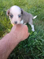 Maggie, a female Miniature Aussiedoodle for sale in Boyceville, WI – 2 of 4