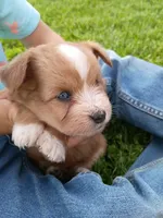 Bubba, a male Miniature Aussiedoodle for sale in Boyceville, WI – 2 of 6