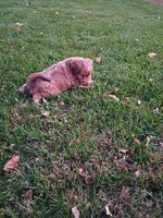 Mocha, a female Miniature Aussiedoodle for sale in Boyceville, WI – 5 of 6