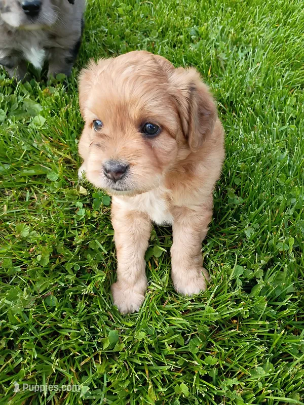 Jack – Miniature Aussiedoodle puppy for sale in Boyceville, WI