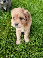 Jack, a male Miniature Aussiedoodle for sale in Boyceville, WI – 1 of 4