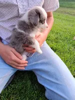 Misty, a female Miniature Aussiedoodle for sale in Boyceville, WI – 2 of 4