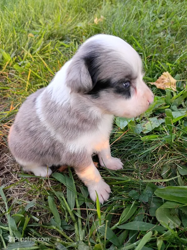 Misty – Miniature Aussiedoodle puppy for sale in Boyceville, WI