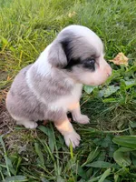 Misty, a female Miniature Aussiedoodle for sale in Boyceville, WI – 1 of 6