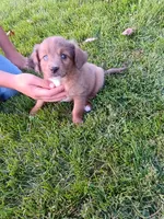 Penny, a female Miniature Aussiedoodle for sale in Boyceville, WI – 4 of 4