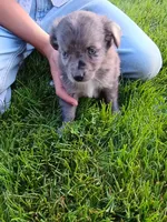 Tootsie, a female Miniature Aussiedoodle for sale in Boyceville, WI – 4 of 4
