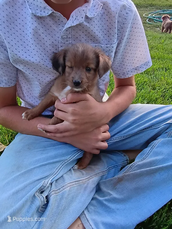 Penny – Miniature Aussiedoodle puppy for sale in Boyceville, WI