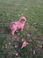 Mocha, a female Miniature Aussiedoodle for sale in Boyceville, WI – 4 of 6