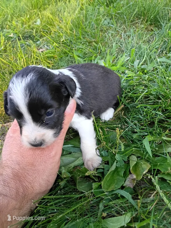 Oreo – Miniature Aussiedoodle puppy for sale in Boyceville, WI