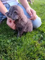 Tootsie, a female Miniature Aussiedoodle for sale in Boyceville, WI – 3 of 4