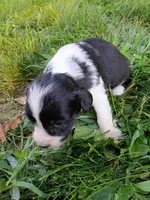 Oreo, a female Miniature Aussiedoodle for sale in Boyceville, WI – 3 of 4