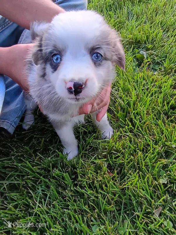 Misty – Miniature Aussiedoodle puppy for sale in Boyceville, WI