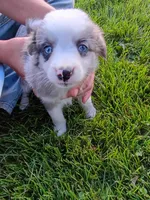 Misty, a female Miniature Aussiedoodle for sale in Boyceville, WI – 1 of 4