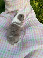 Misty, a female Miniature Aussiedoodle for sale in Boyceville, WI – 5 of 6