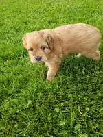 Jack, a male Miniature Aussiedoodle for sale in Boyceville, WI – 4 of 4