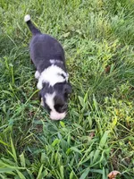 Oreo, a female Miniature Aussiedoodle for sale in Boyceville, WI – 2 of 4
