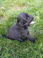 Allie, a female Miniature Aussiedoodle for sale in Boyceville, WI – 3 of 4