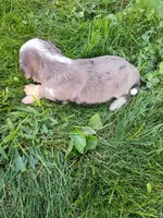 Pal, a male Miniature Aussiedoodle for sale in Boyceville, WI – 4 of 5