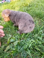 Tootsie, a female Miniature Aussiedoodle for sale in Boyceville, WI – 4 of 4