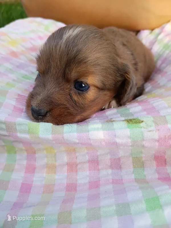 Penny – Miniature Aussiedoodle puppy for sale in Boyceville, WI