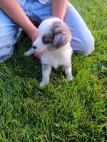 Misty, a female Miniature Aussiedoodle for sale in Boyceville, WI – 4 of 4