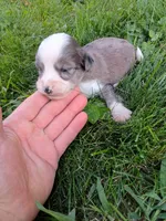 Pal, a male Miniature Aussiedoodle for sale in Boyceville, WI – 2 of 5