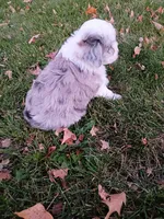 Cooper, a male Miniature Aussiedoodle for sale in Boyceville, WI – 4 of 5