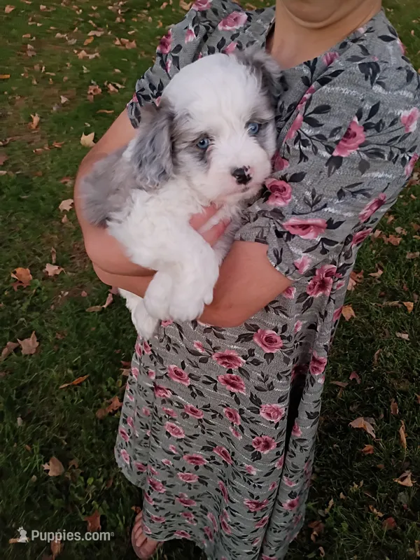 Cooper – Miniature Aussiedoodle puppy for sale in Boyceville, WI