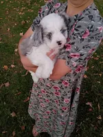 Cooper, a male Miniature Aussiedoodle for sale in Boyceville, WI – 1 of 5
