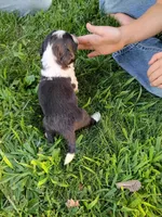 Oreo, a female Miniature Aussiedoodle for sale in Boyceville, WI – 4 of 4