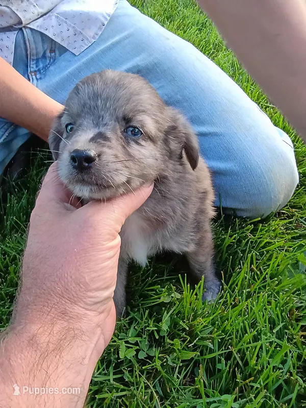 Tootsie – Miniature Aussiedoodle puppy for sale in Boyceville, WI