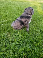 Scuba, a male Miniature Aussiedoodle for sale in Boyceville, WI – 3 of 6