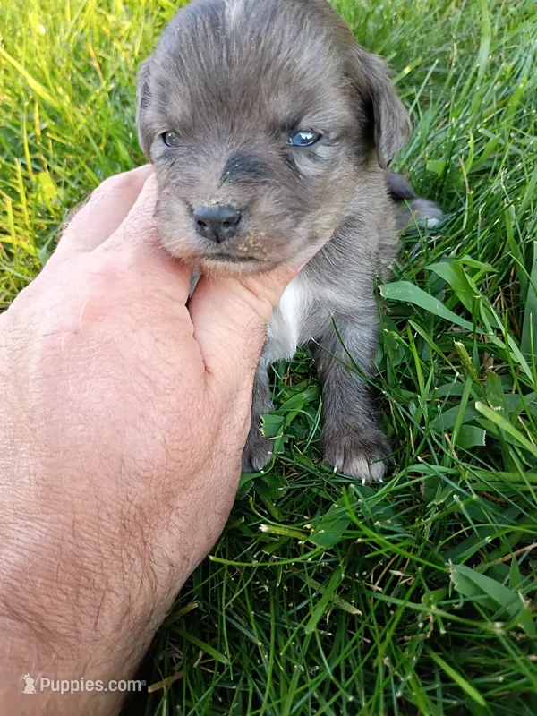 Tootsie – Miniature Aussiedoodle puppy for sale in Boyceville, WI